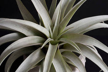Load image into Gallery viewer, Tillandsia Capitata Yellow Star - Rare Live Air Plant: Small - 3-4 Inches
