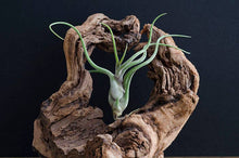 Load image into Gallery viewer, Tillandsia Caput Medusae | Live Air Plant: Small