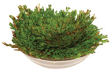 Load image into Gallery viewer, Dinosaur Plant