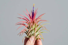 Load image into Gallery viewer, T. Ionantha Rubra Bulk (12+ Plants) | Live Air Plant : Regular