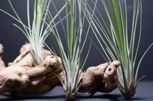 Load image into Gallery viewer, Tillandsia Juncifolia | Live Air Plant, Air Plants: Large 10+"