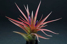 Load image into Gallery viewer, Tillandsia Brach Multiflora | Live Air Plant: Small