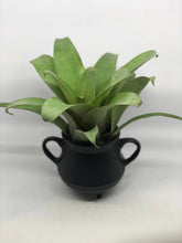 Load image into Gallery viewer, Vriesea Botafogensis | Live Plant: 4-6 Inches (Tall/Wide)