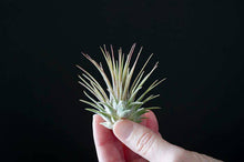 Load image into Gallery viewer, Tillandsia Ionantha - Guatemala | Live Air Plant: Regular: 2 Inch