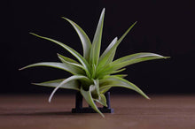 Load image into Gallery viewer, Tillandsia Brach Multiflora | Live Air Plant: Small
