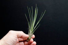 Load image into Gallery viewer, Tillandsia Juncifolia | Live Air Plant, Air Plants: Large 10+"