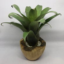Load image into Gallery viewer, Vriesea Botafogensis | Live Plant: 4-6 Inches (Tall/Wide)
