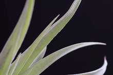 Load image into Gallery viewer, Tillandsia Peach Capitata - Live Air Plant: 2 Inch