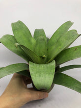 Load image into Gallery viewer, Vriesea Botafogensis | Live Plant: 4-6 Inches (Tall/Wide)