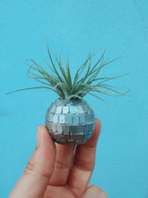 Load image into Gallery viewer, Disco Ball Mini Planter and Plant
