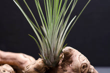Load image into Gallery viewer, Tillandsia Juncifolia | Live Air Plant, Air Plants: Large 10+"