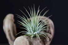 Load image into Gallery viewer, Tillandsia Ionantha - Guatemala | Live Air Plant: Regular: 2 Inch