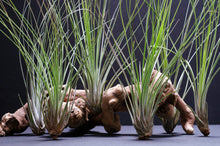 Load image into Gallery viewer, Tillandsia Juncifolia | Live Air Plant, Air Plants: Large 10+"
