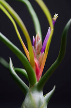 Load image into Gallery viewer, Tillandsia Bulbosa - Guatemala | Live Air Plant: Medium: 4-5 Inches