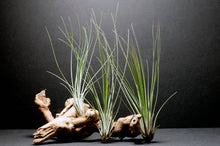 Load image into Gallery viewer, Tillandsia Juncifolia | Live Air Plant, Air Plants: Large 10+"