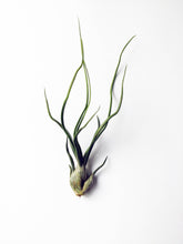 Load image into Gallery viewer, Tillandsia Bulbosa - Small Air Plant