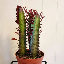 Load image into Gallery viewer, African Milk Tree - Euphorbia Trigona Rubrum - 8"