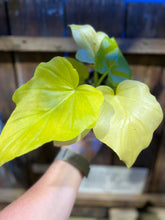 Load image into Gallery viewer, Philodendron - Warscewiczii - 'Aurea' - 4.5"