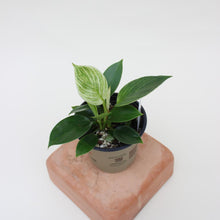Load image into Gallery viewer, Philodendron - 'Birkin' - 4.5"