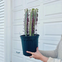 Load image into Gallery viewer, African Milk Tree - Euphorbia Trigona Rubrum - 8"