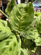 Load image into Gallery viewer, Variegated Prayer Plant 4.5"