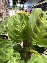 Load image into Gallery viewer, Variegated Prayer Plant 4.5"