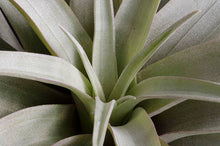 Load image into Gallery viewer, Tillandsia Capitata Yellow Star - Rare Live Air Plant: Small - 3-4 Inches