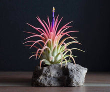 Load image into Gallery viewer, T. Ionantha Rubra Bulk (12+ Plants) | Live Air Plant : Regular