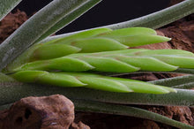 Load image into Gallery viewer, Tillandsia Caput Medusae | Live Air Plant: Small