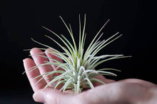 Load image into Gallery viewer, Tillandsia Ionantha - Guatemala | Live Air Plant: Regular: 2 Inch