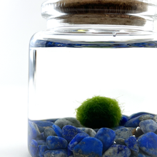 Load image into Gallery viewer, Lapis Lazuli Rico