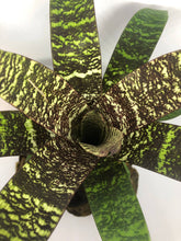 Load image into Gallery viewer, Vriesea Fosteriana | Live Plant: 8-12 Inches (Wide or Tall)