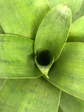 Load image into Gallery viewer, Vriesea Botafogensis | Live Plant: 4-6 Inches (Tall/Wide)