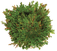 Load image into Gallery viewer, Dinosaur Plant