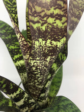 Load image into Gallery viewer, Vriesea Fosteriana | Live Plant: 8-12 Inches (Wide or Tall)