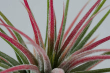 Load image into Gallery viewer, Tillandsia Ionantha - Guatemala | Live Air Plant: Regular: 2 Inch