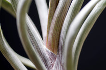Load image into Gallery viewer, Tillandsia Pseudobaileyi - Striped Air plant: Medium 7-8"