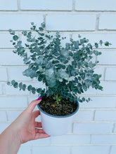 Load image into Gallery viewer, Eucalyptus Glacier Plant