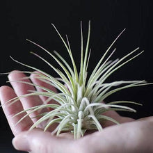 Load image into Gallery viewer, Tillandsia Ionantha - Guatemala | Live Air Plant: Regular: 2 Inch