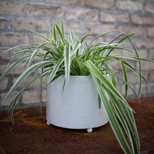 Load image into Gallery viewer, Doris Planter