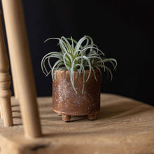 Load image into Gallery viewer, Griffin Footed Planter Rust