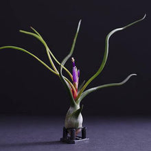 Load image into Gallery viewer, Tillandsia Bulbosa - Guatemala | Live Air Plant: Medium: 4-5 Inches