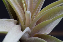 Load image into Gallery viewer, Tillandsia Peach Capitata - Live Air Plant: 2 Inch