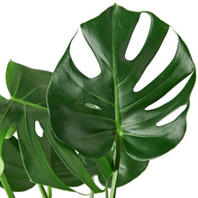 Load image into Gallery viewer, Monstera - Deliciosa 6"