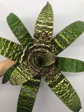Load image into Gallery viewer, Vriesea Fosteriana | Live Plant: 8-12 Inches (Wide or Tall)