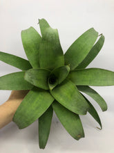 Load image into Gallery viewer, Vriesea Botafogensis | Live Plant: 4-6 Inches (Tall/Wide)