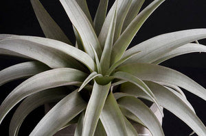 Tillandsia Capitata Yellow Star - Rare Live Air Plant: Small - 3-4 Inches