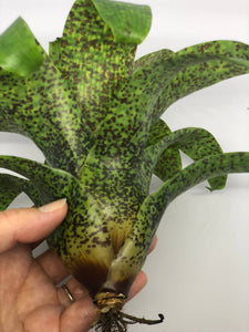 Vriesea Fenestralis | Live Plant: 7-9 Inches (Wide or Tall)