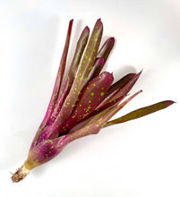 Load image into Gallery viewer, Neoregelia Red Goodies - Live Bare Root Plant: Mature
