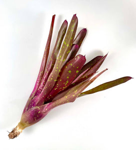 Neoregelia Red Goodies - Live Bare Root Plant: Mature